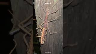 Stick Insect  Phasmatodea  Phasmida [upl. by Notkcorb]