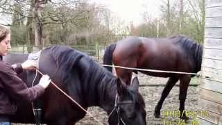 Lateral Mouth Training with the Horse [upl. by Jaquith]