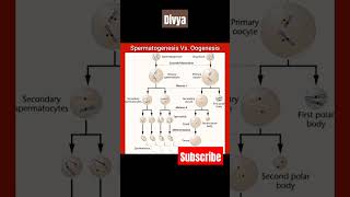 Spermatogenesis ampOogenesisscience biology neet competition medical educationytshorts viral [upl. by Airan605]