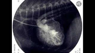 Tetralogy of Fallot in dog XRAY fluoroscopic examination [upl. by Bathilda791]