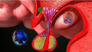 Pituitary Gland 3D Animation  Anatomy amp Functions of the Pituitary Gland  shorts [upl. by Rolecnahc]