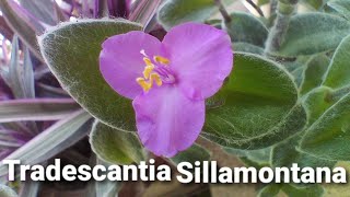 How to grow and care Tradescantia Sillamontana  white gossamer  white velvet  spider wort plant [upl. by Ycart]