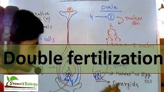 Double fertilization in plants [upl. by Woodrow]