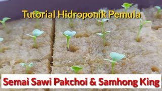 Cara Semai Pakchoi dan Samhong King Hidroponik  Tutorial untuk Pemula [upl. by Jo-Ann740]