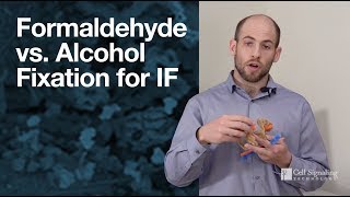 Formaldehyde vs alcohol fixation for immunofluorescence IF  CST Tech Tips [upl. by Annaerda150]