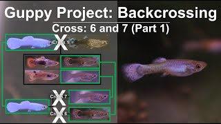 Guppy Breeding Progress on Backcrosses with Grey Halfblack and Platinum White Cross 6 amp 7 Part 1 [upl. by Clemmy]