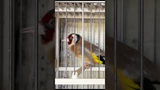 Goldfinch bird singing for training songs  Jilguero canto Limpio shorts [upl. by Firestone]