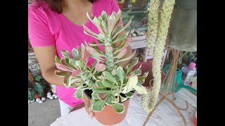 2 Easy Ways  Monadenium Propagation [upl. by Maryanna]