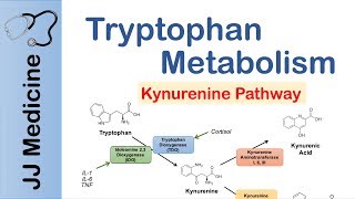 Tryptophan Metabolism Degradation and the Kynurenine Pathway [upl. by Hassi702]