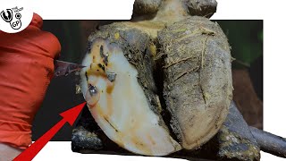 this is INCREDIBLE  CAVITY in COWs HOOF blows BUBBLES [upl. by Mesics]