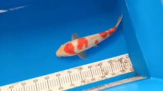 C 3637 07 KOHAKU 38CM FARM GENJIRO [upl. by Pinckney]