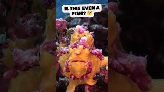 😯Unreal The Frogfish You Won’t Believe Exists😯 shorts nature [upl. by Cyndie]