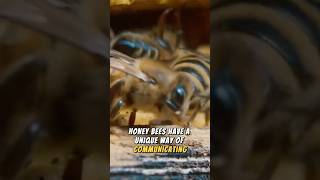 Honeybees and Their Amazing Dance honeybee [upl. by Bradan590]