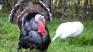 Tom Turkey Posturing [upl. by Amikat]