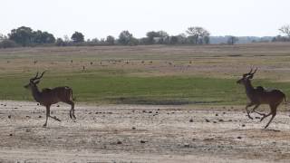 Male Kudu Antelope running on the Chobe riverfront [upl. by Ruben]