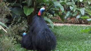 Cassowary Mating Season 2013 In Kuranda [upl. by Ambrosi]