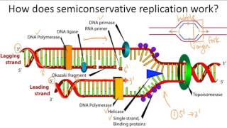 Semiconservative Replication [upl. by Carilyn]