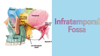 Infratemporal Fossa Boundaries and Contents  Temporal Region  Head and Neck  Anatomy [upl. by Tomchay]