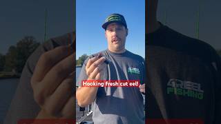 This is my favorite way of hooking cut eel 4reelfishing catfishingtips cutbait catfishing [upl. by Publus]