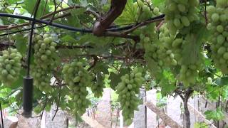 How grapes are grown [upl. by Dilks]