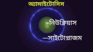 অ্যামাইটোসিস প্রক্রিয়া Amitosis in Bengalianimation [upl. by Rorrys]