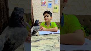 Help shorts shortvideo help kabootar shaheerjutt [upl. by Eimam329]