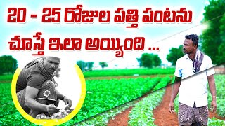 20  25 రోజుల పత్తి పంటను చూస్తే ఇలా అయింది  9493636363  శ్రీ మోహన్ అగ్రి మాల్ pests pesticides [upl. by Aixela283]