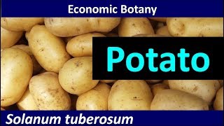 Economic Botany of Potato Solanum tuberosum [upl. by Foy]