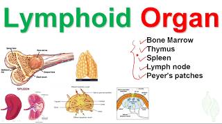 Basic Immunology 6 Lymphatic system and Lymphoid organ [upl. by Ania108]