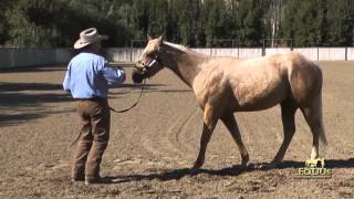 Learning to Lead with the Dually Halter [upl. by Anawad77]