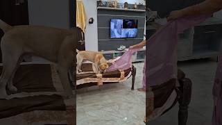 True love 💖🐕💕status labrador haryavni love life mom video dog doglover shortsfeed [upl. by Latsyrhc680]