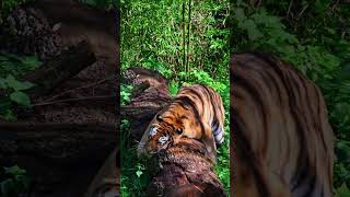 What happened to the tiger Why is he doing this animal wildlife tiger [upl. by Cilla377]