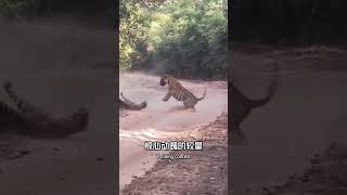 母老虎大戰老虎！nature wildlife animal wildanimals animals 猛獸世界 老虎 [upl. by Bainter]