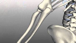 Radius and Ulna  Anatomy Tutorial [upl. by Niccolo]