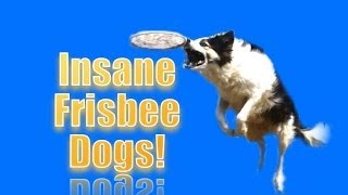 INSANE FRISBEE DOGS [upl. by Casar]