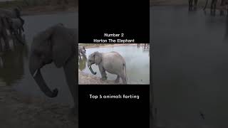 Top 5 animals farting😲💨Funny animal video🤣🤣 [upl. by Edecrem]