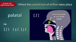 Introduction to Articulatory Phonetics [upl. by Wulfe]