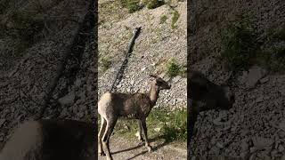 Deers loitered along Jasper National Park [upl. by Ahsieym435]