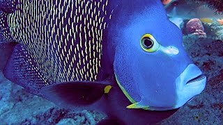 Best Of Bonaire HD  24 Boat Shore amp Wreck Scuba Dives  Macro Wide Angle Fish amp Creatures 2 [upl. by Sucramat804]