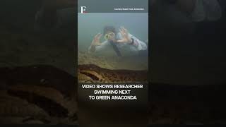 Watch New Species of Worlds Largest Snake Discovered in Amazon  Subscribe to Firstpost [upl. by Hoyt]