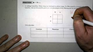 More Punnett Square Practice Problems [upl. by Ahseid76]