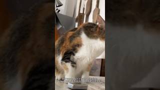 Cat health tips cat cattraining catbehavior kitten pettrainning cuteanimal animals cutepet [upl. by Rramo]