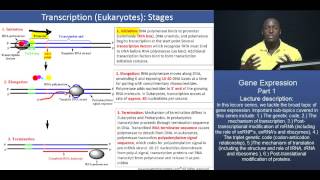 GAMSAT Gene expression  Part 2  Stages of Eukaryotic Transcription [upl. by Shulins]