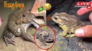 Catch the big funny frog  Catching a frog wants to laugh  Catch a frog for fun funny frog [upl. by Oek414]