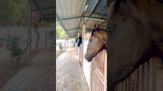 Wait for there feed horse horseenthusiast horsefan equestrian indianhorsebreed horselover [upl. by Olgnaed265]