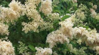 Syringa Reticulata [upl. by Adnor]