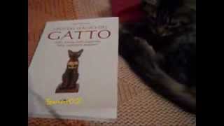 quotI Poteri Magici del Gattoquot presentazione di GaladorOZ e Willow [upl. by Fabe]