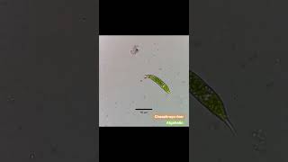 Euglena sp with 2x speed from freshwater Thailand Euglena Euglenoids [upl. by Shane]