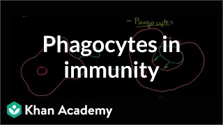 Role of phagocytes in innate or nonspecific immunity  NCLEXRN  Khan Academy [upl. by Mays]