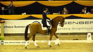 wwwreitschulesandbrinkde BONAPARTE Heike Kemmer German Classics Dressage [upl. by Roma]